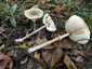 Karcsú őzlábgomba (Macrolepiota mastoidea), Somogy